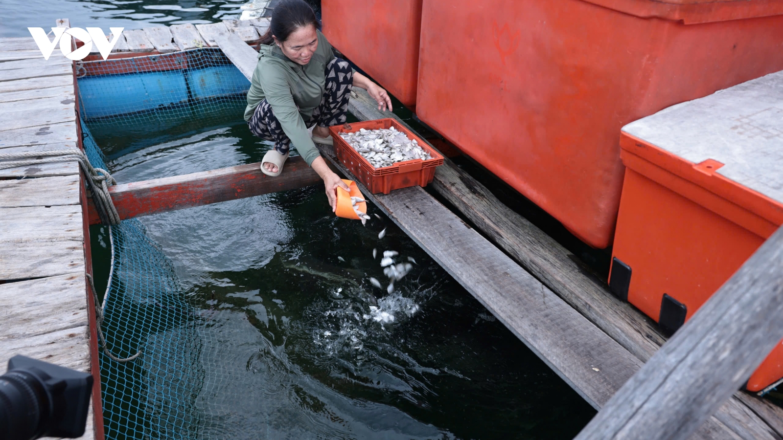 Nuôi cá lồng bè ở các đảo Tây Nam: Hướng phát triển kinh tế hiệu quả